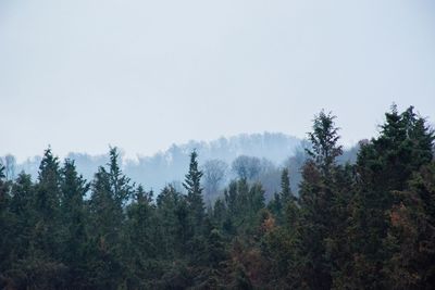 Pine trees in forest against sky