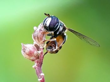 Close-up of bee pollinating on flower