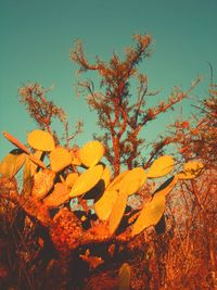 Leaves on tree trunk