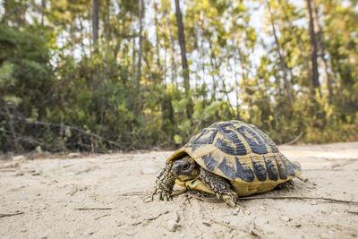 Hermann's tortoise on a track in the forest near the beach of ghisonaccia. corsica, france. 
