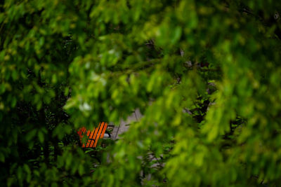 High angle view of trees and plants