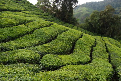 Scenic view of agricultural field