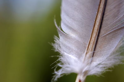 Close-up of white feather on plant