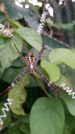 Close-up of spider on web