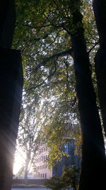 Low angle view of trees