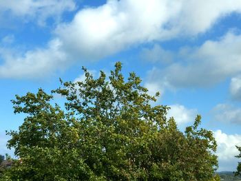 Low angle view of tree against sky