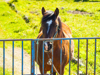 Close-up of horse standing on field