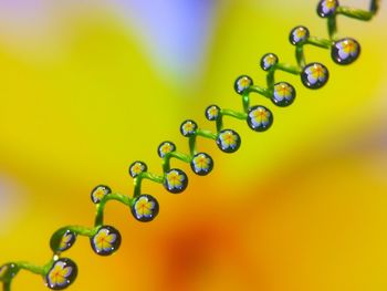 Close-up of water drops on multi colored bubbles