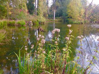Swan swimming in lake by trees in forest