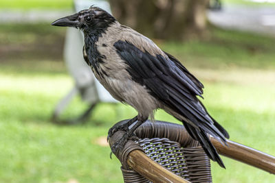 Close-up of bird perching on a field