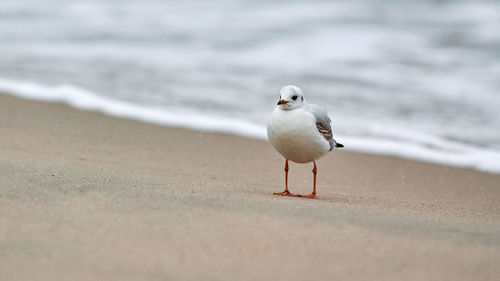 Gull walking along seaside. black-headed seagull standing alone on beach. chroicocephalus ridibundus