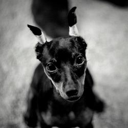 Close-up portrait of dog