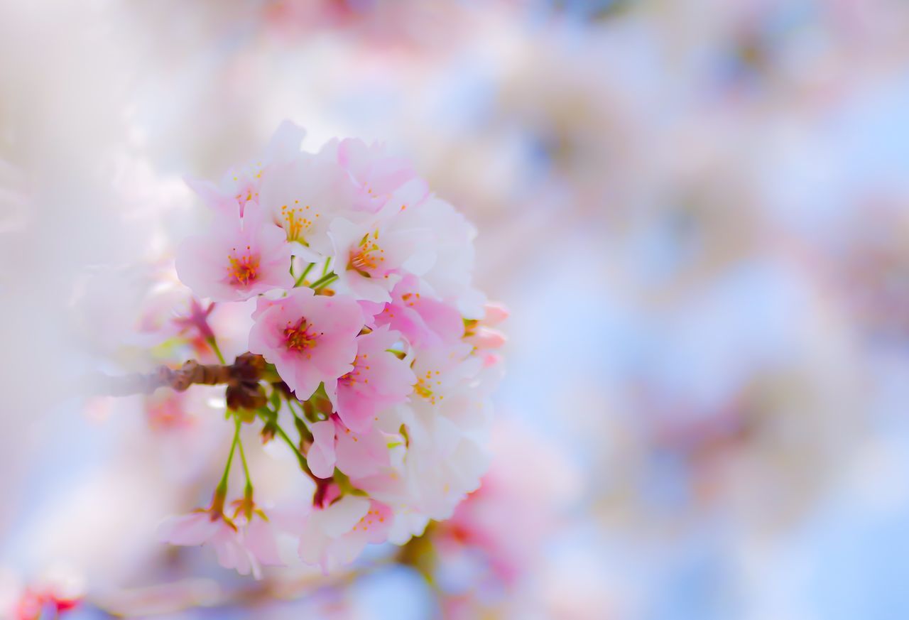 flower, nature, growth, fragility, freshness, beauty in nature, close-up, petal, no people, twig, blossom, springtime, outdoors, day, tree, plum blossom, flower head, branch