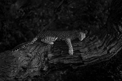 Close-up of leopard