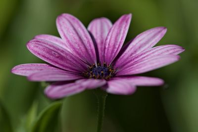 Close-up of pink flower