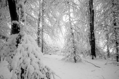 Frozen trees in forest during winter