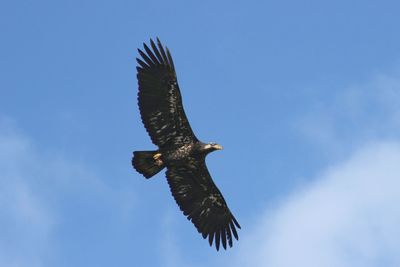 Low angle view of eagle flying against sky