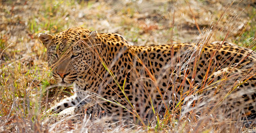 Close-up of a cat