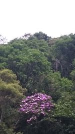 Scenic view of field against trees and sky