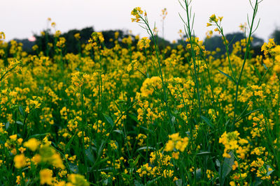 Yellow flowering plants on field