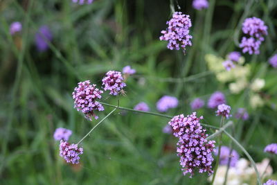 Close-up of purple flowering plants