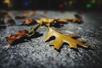 Close-up of dry maple leaves on street