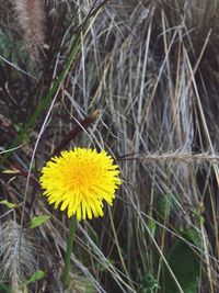 Close-up of yellow flower