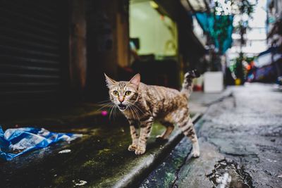 Portrait of a cat