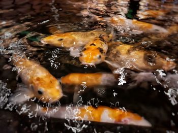 Close-up of koi fish in water