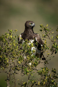 Martial eagle with catchlight in leafy bush