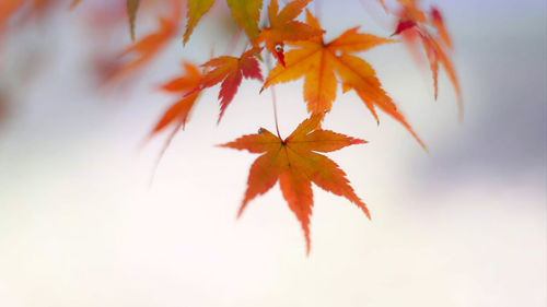 Close-up of maple leaves on branch