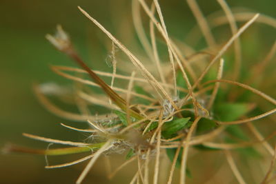 Close-up of insect on plant