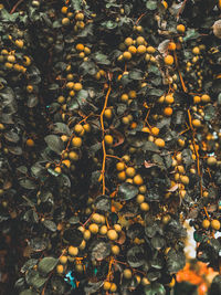 Full frame shot of fruits and tree