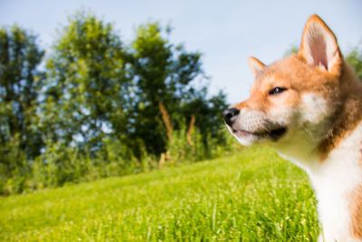 Dog looking away on field