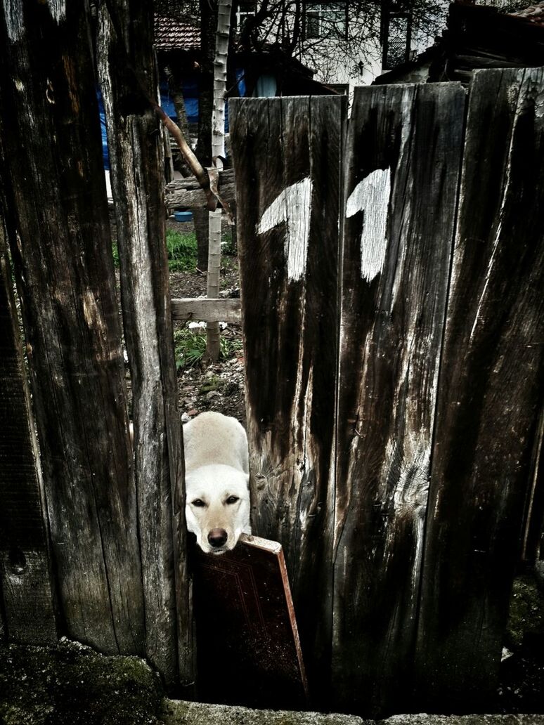 built structure, architecture, wood - material, building exterior, wall - building feature, door, day, childhood, human representation, animal representation, dog, outdoors, toy, front view, abandoned, art, no people, portrait, creativity, weathered