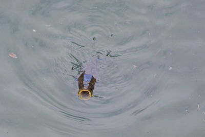 High angle view of fish swimming in sea