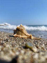 Close-up of shell on beach