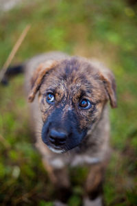 Portrait of dog lying on land