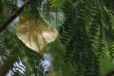 Close-up of fresh green leaves