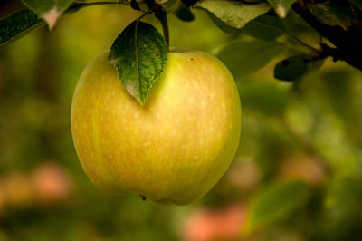 Close-up of lemon growing on tree