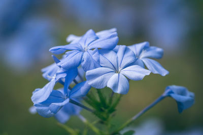 Close-up of purple flowering plant