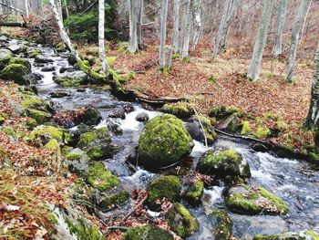 Stream flowing through rocks in forest