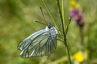 Close-up of butterfly pollinating on flower