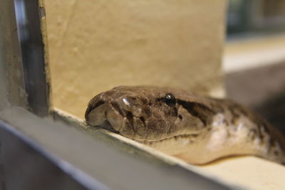 Close-up of lizard