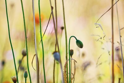 Close-up of flowering plants on field