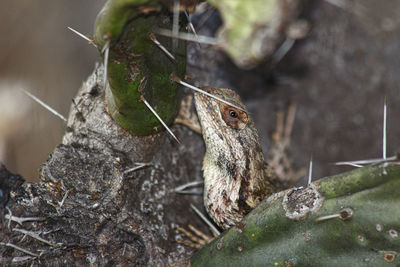 Close-up of a horse