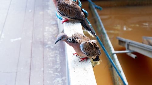 Close-up of birds perching on wood