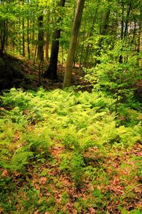 Trees in forest