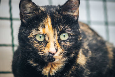 Close-up portrait of cat