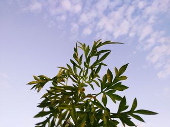 Low angle view of plant against sky